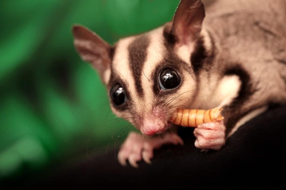 12 Most Exotic Animals for Sale in the 