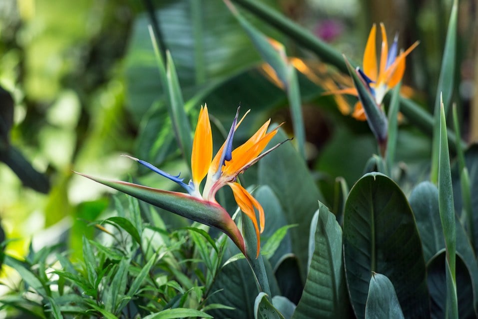 is bird of paradise toxic to dogs