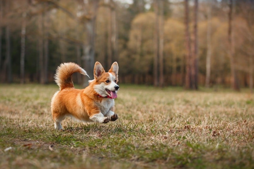 easy to train small dog breeds