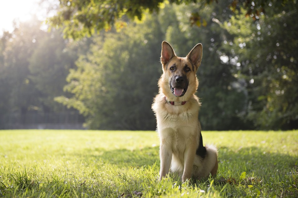 good therapy dog breeds