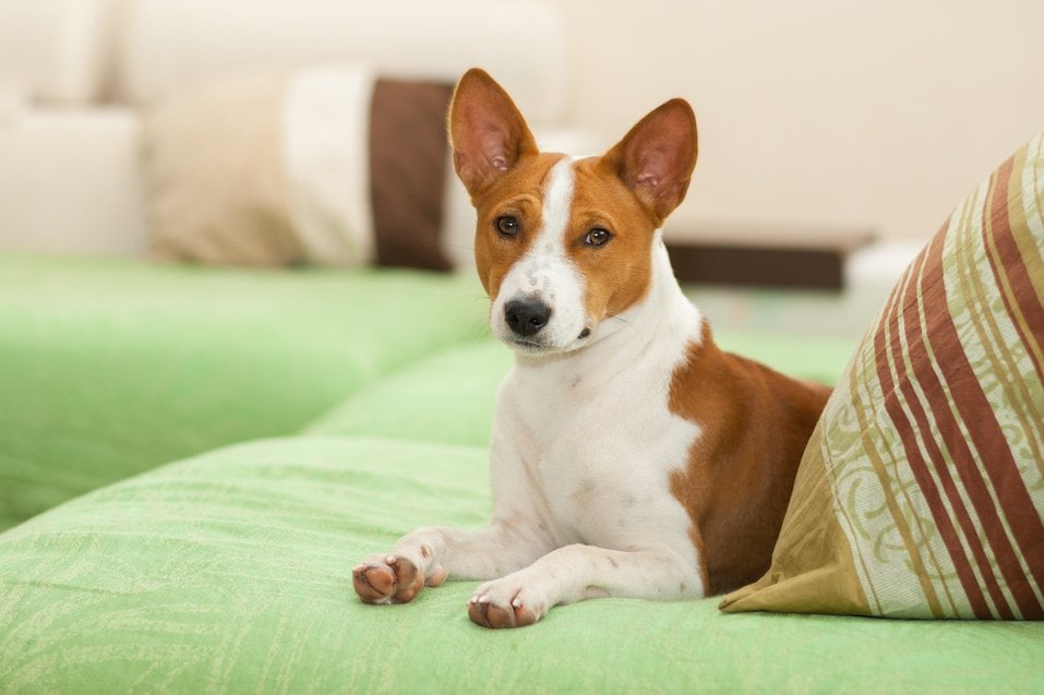 best quiet dogs for apartments