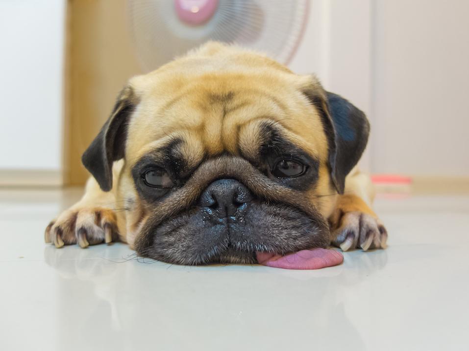 Cucciolo di cane carino Pug dormire per il mento e la lingua sdraiato sul pavimento e guardare a sinistra per vedere o aspettare qualcuno