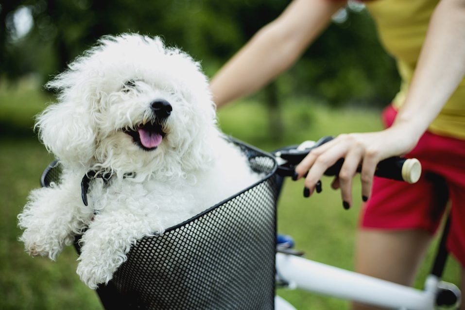 Cane bianco nel cestino della bici