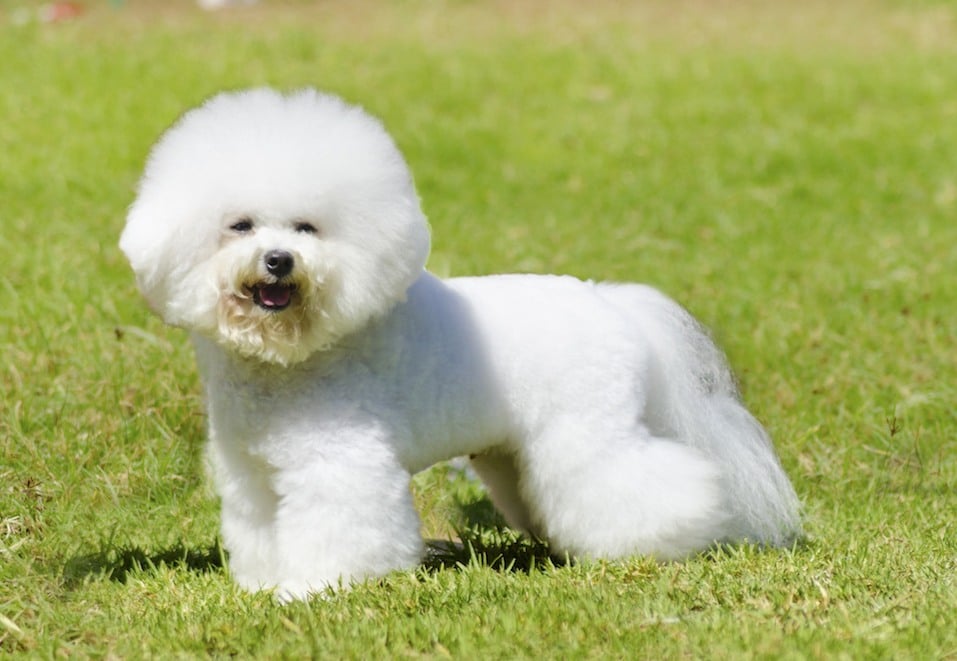 a small white poodle like dog