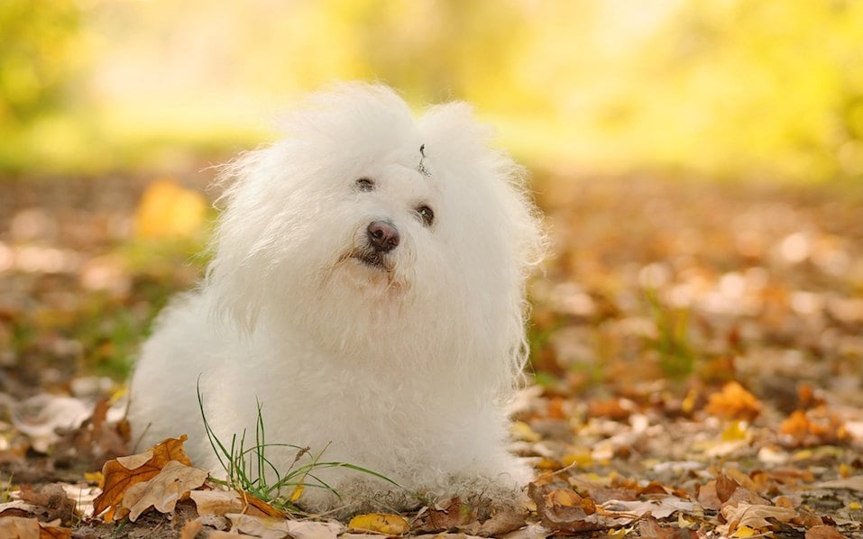 Bichon bolognai kutya pihen a parkban