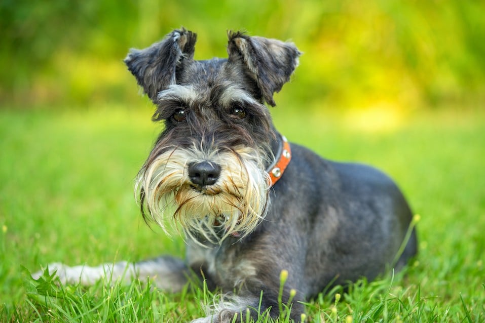 dog breeds that are okay alone