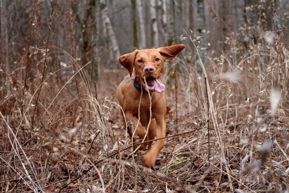 Perro de caza corriendo por la hierba larga