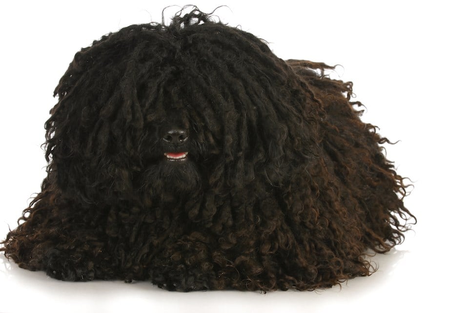 corded puli laying down