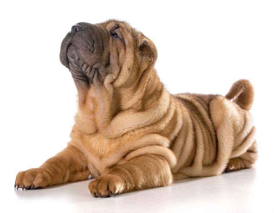 Shar Pei legt sich hin