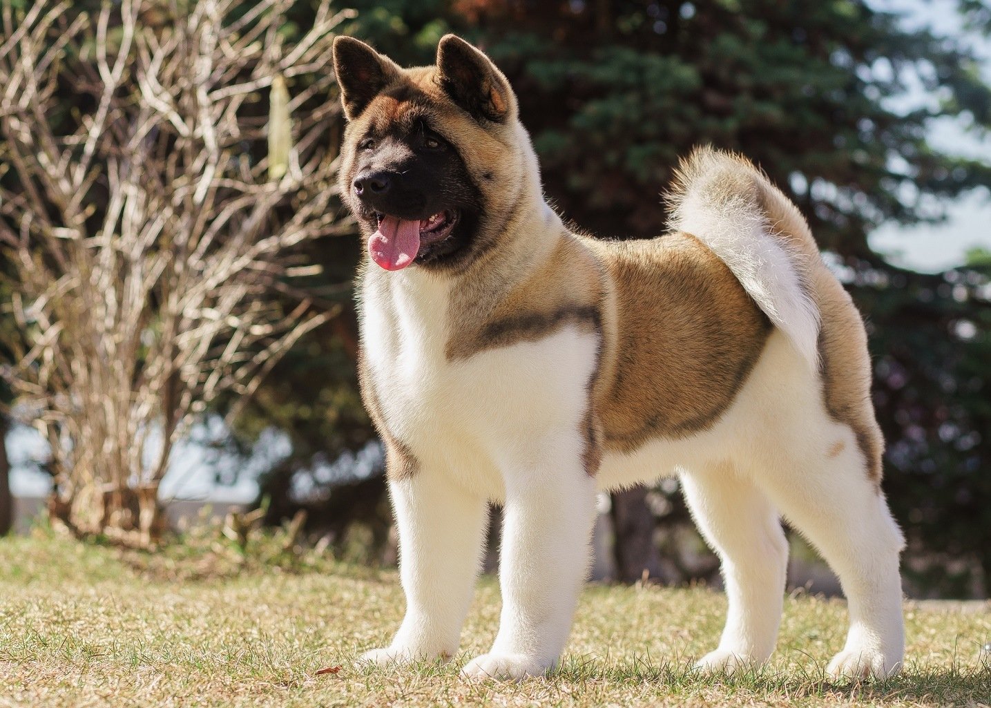 15 most loyal dog breeds