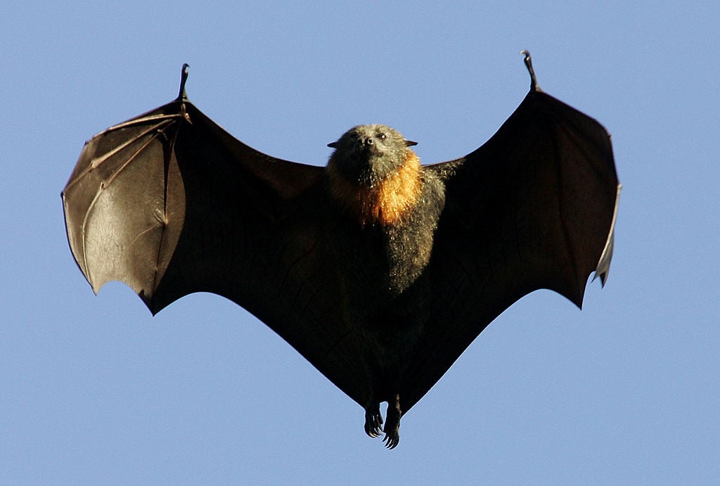  Fliegende Fledermaus