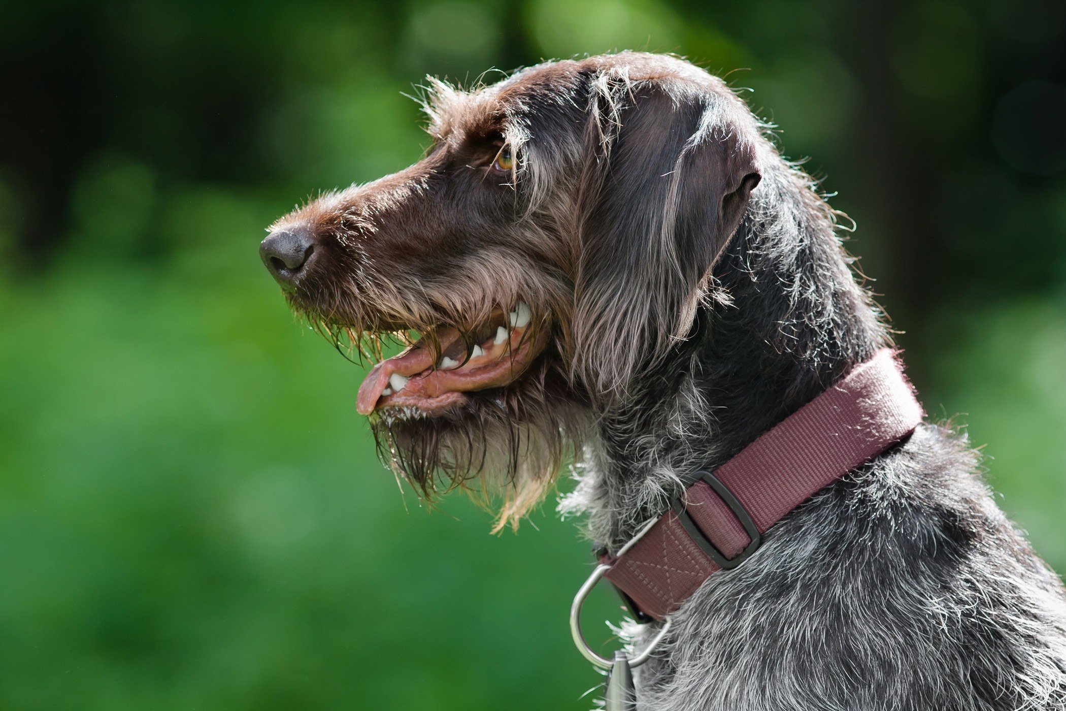 Pointer german cu părul sârmos