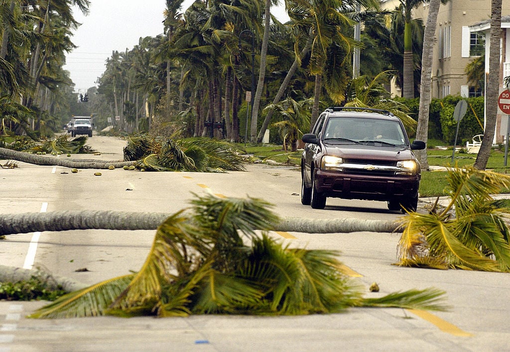 Palm trees knocked over after Hurricane Wilma