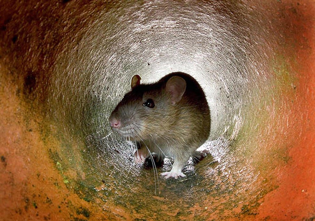  Ratte in einem Tunnel