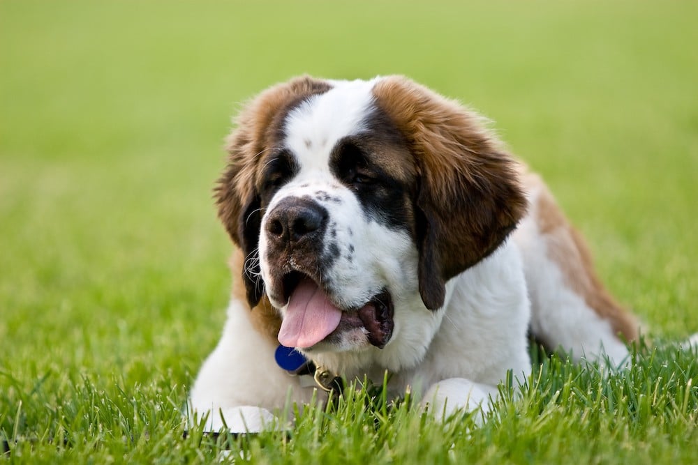 St Bernard lying in a field