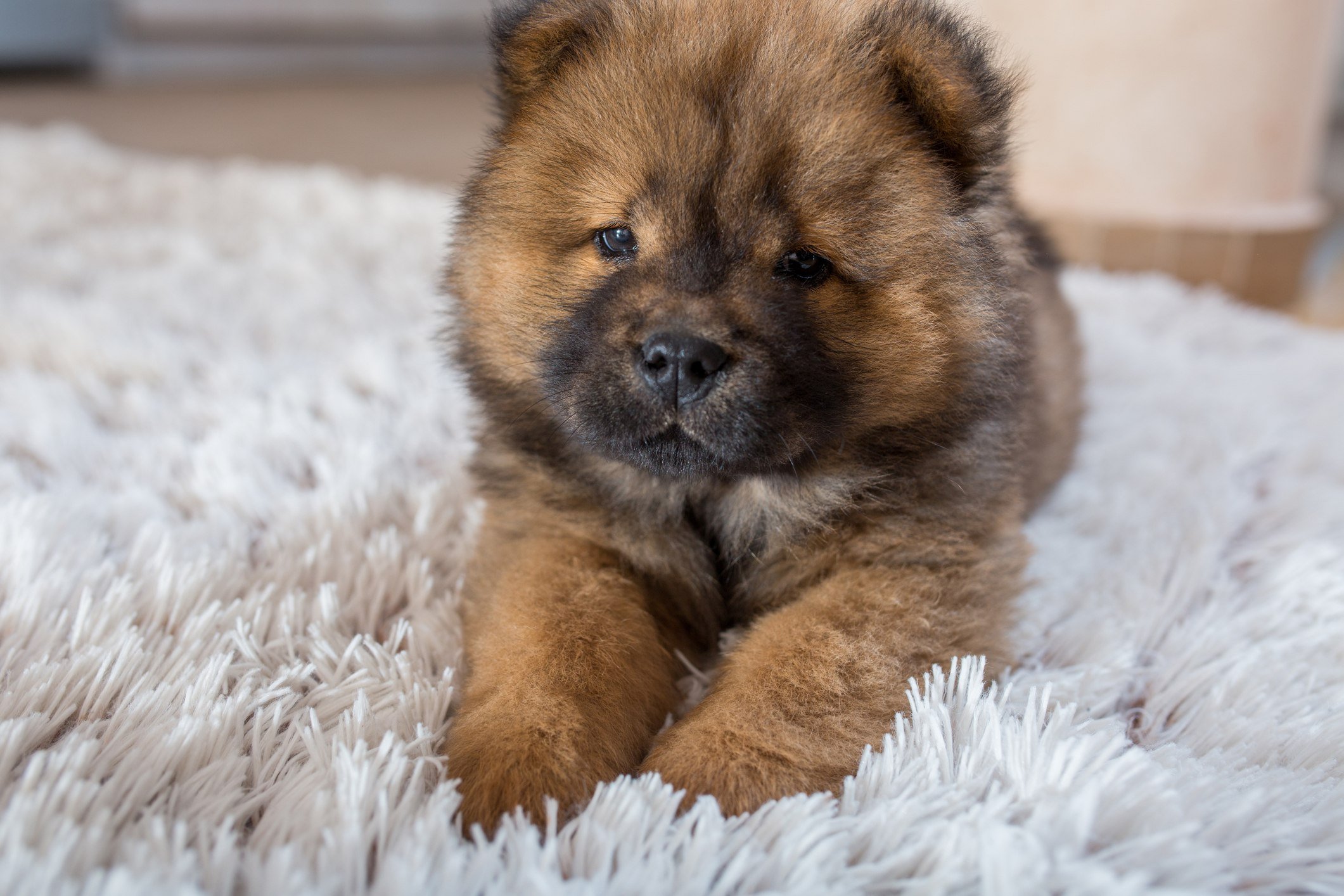 Download These Dog Breeds Always Have Unbelievably Cute Puppies