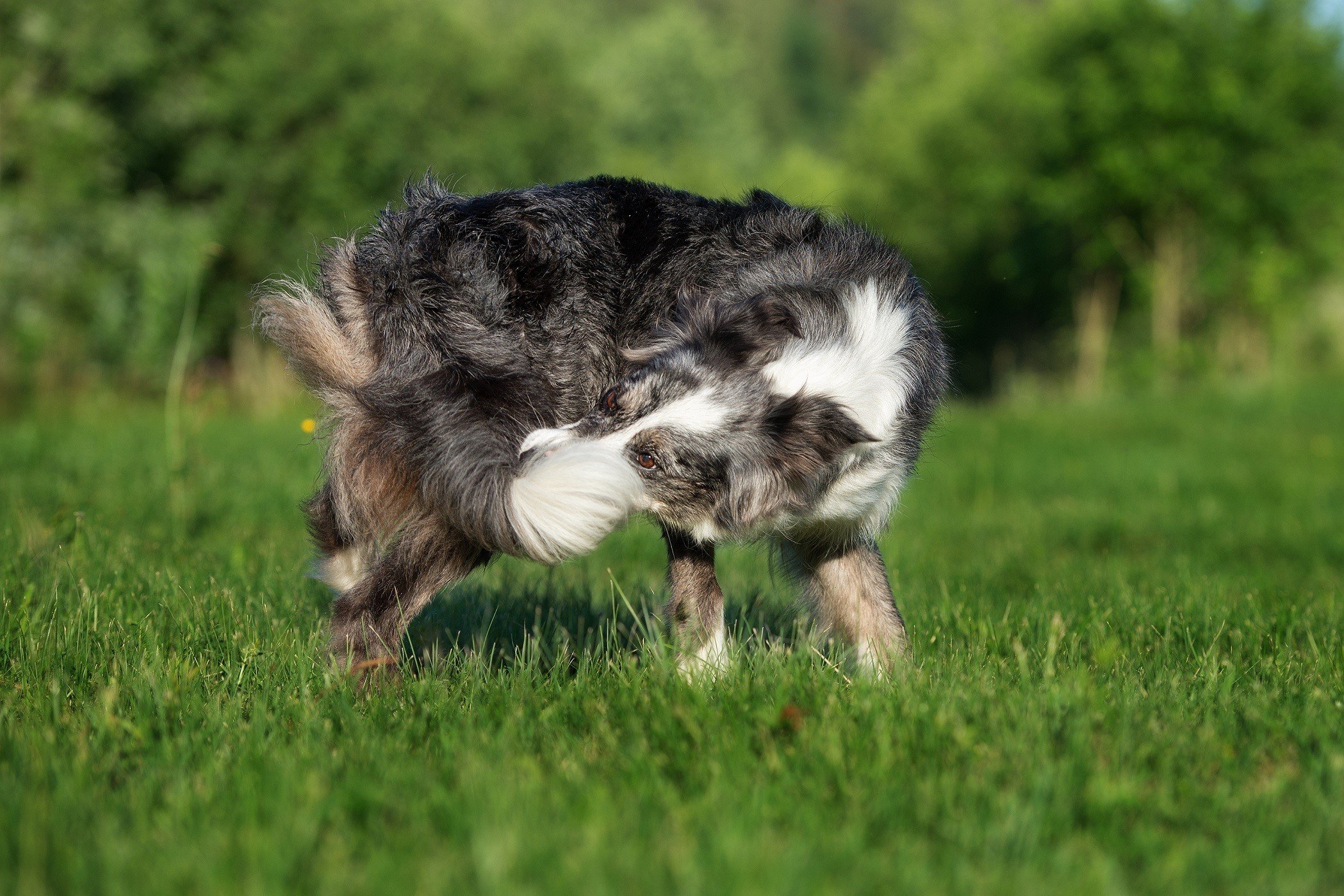 what does it mean when a dog licks another dogs face