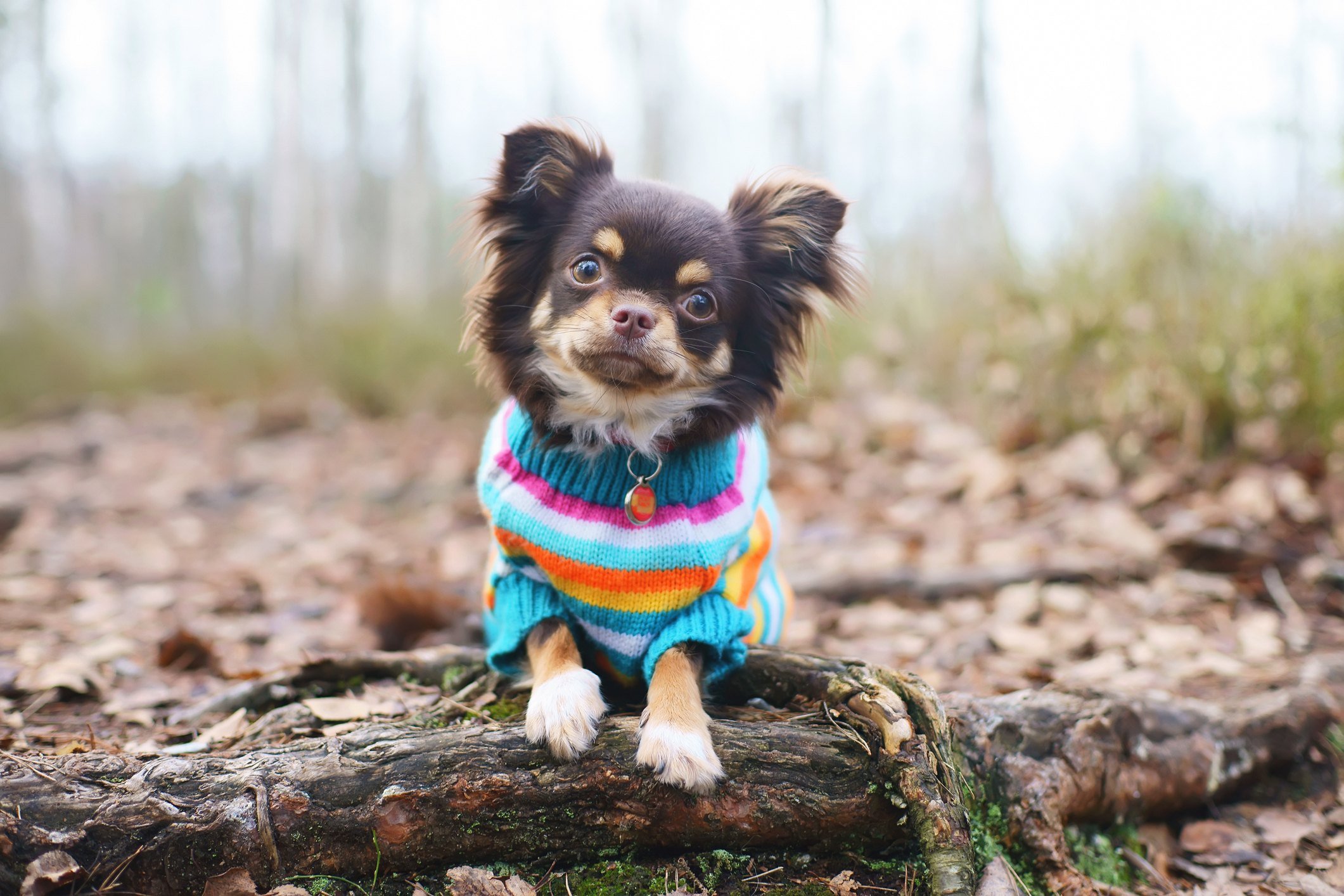 Cane in maglione 