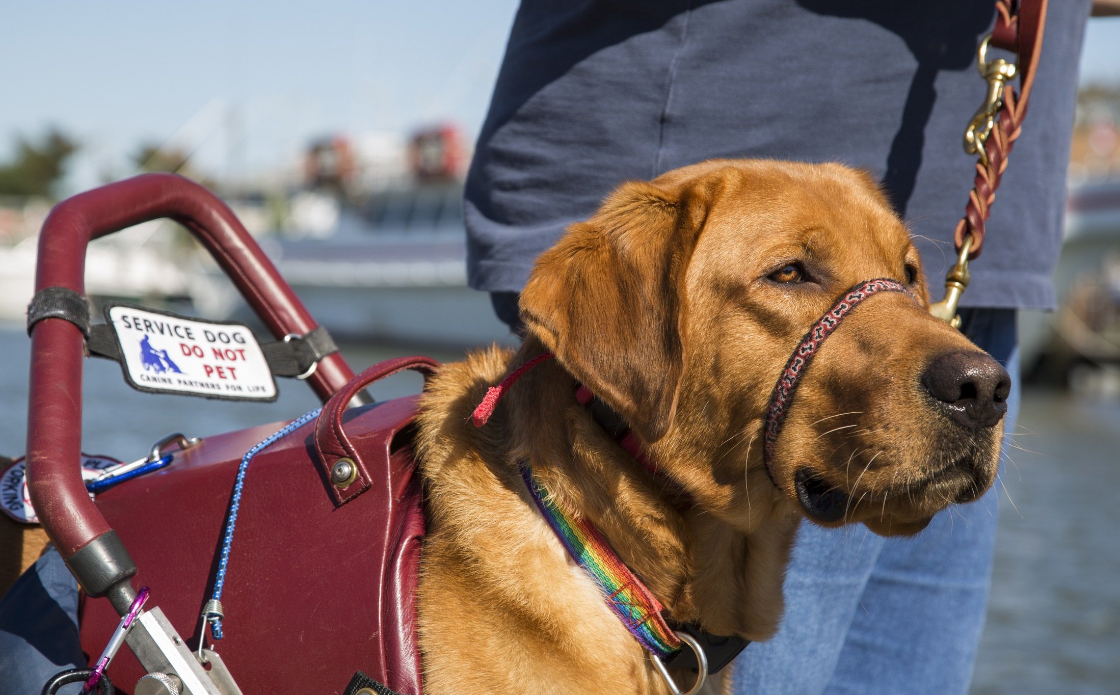 are service dogs covered by insurance