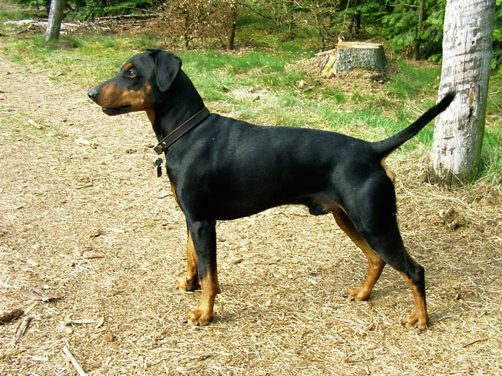  tyska pinscher