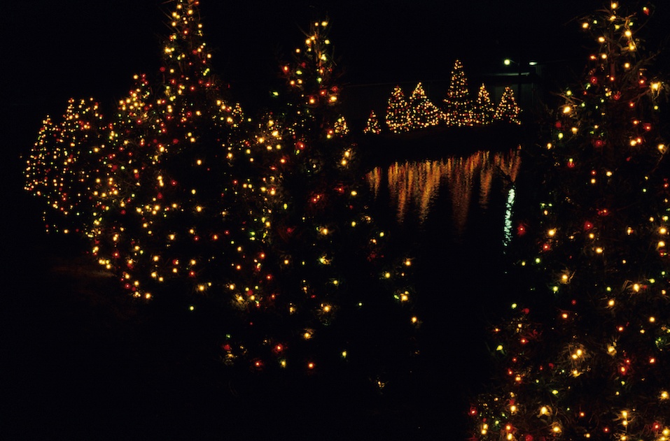 Christmas trees standing by water