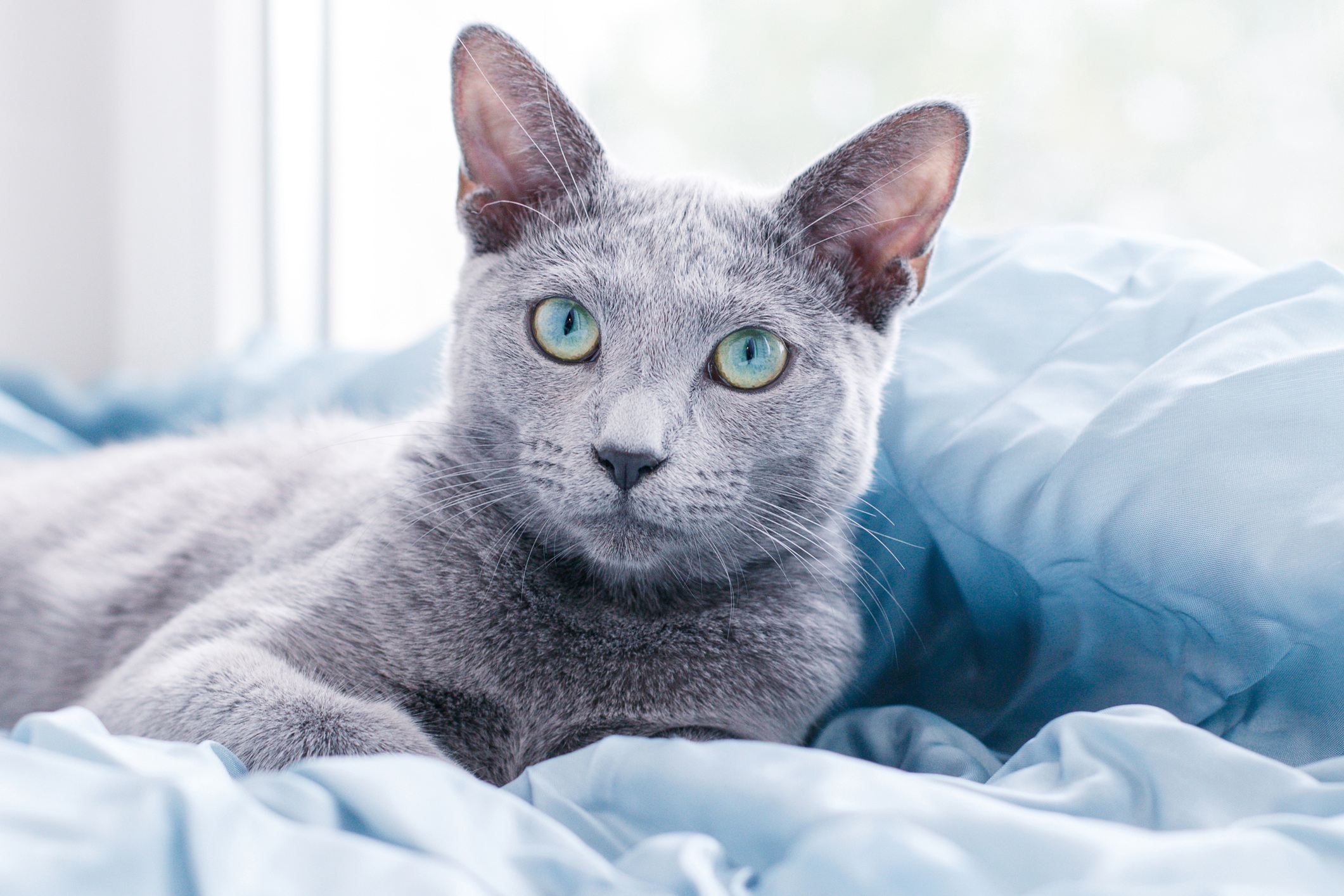 These Are the Best Hypoallergenic Cat Breeds for People ...