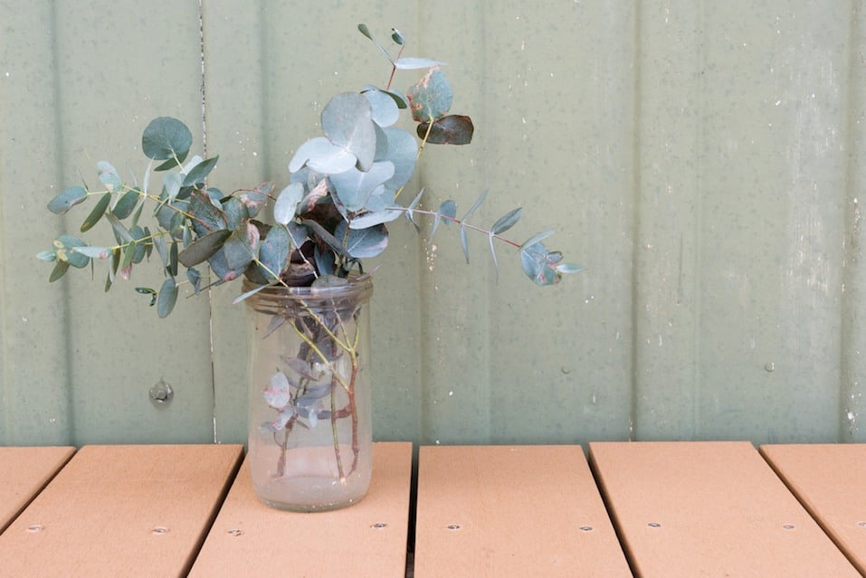 Eucalyptus leaves in glass jar