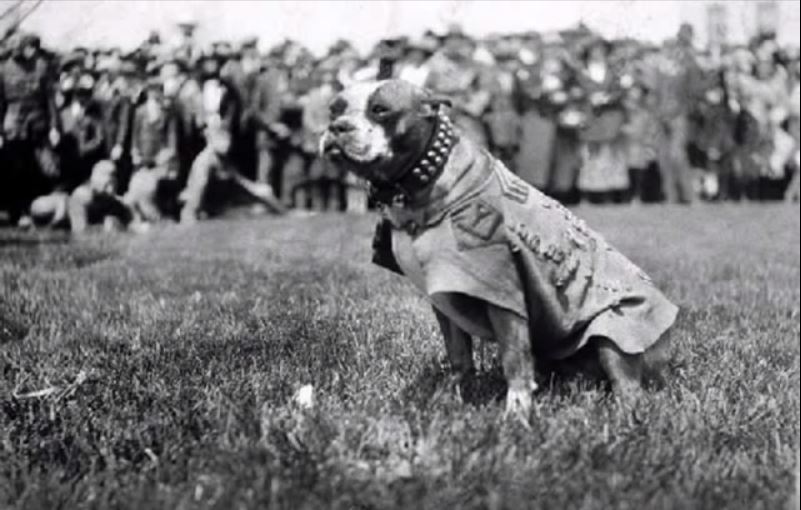 El sargento Stubby está de pie frente a su regimiento