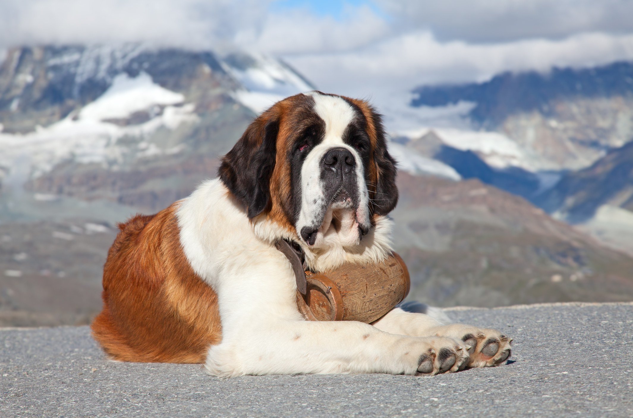 Things That Only People With Really Big Dogs Can Relate To