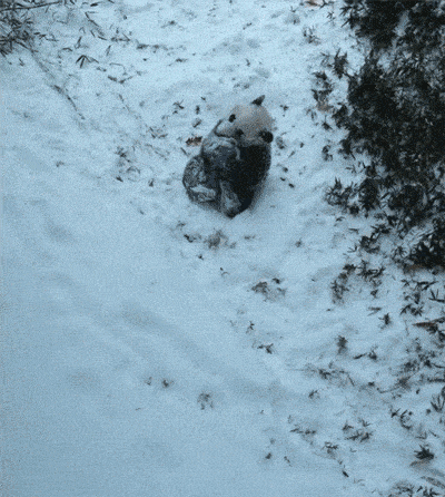 15 GIFs of Adorable Animals Enjoying the Snow to Help Chase Away Your Winter  Blues