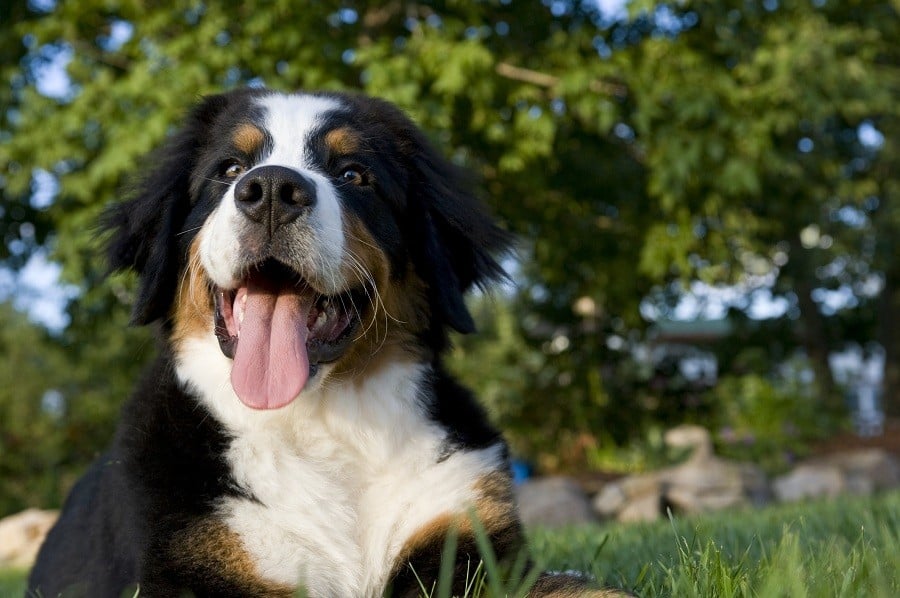 calm and cuddly dog breeds