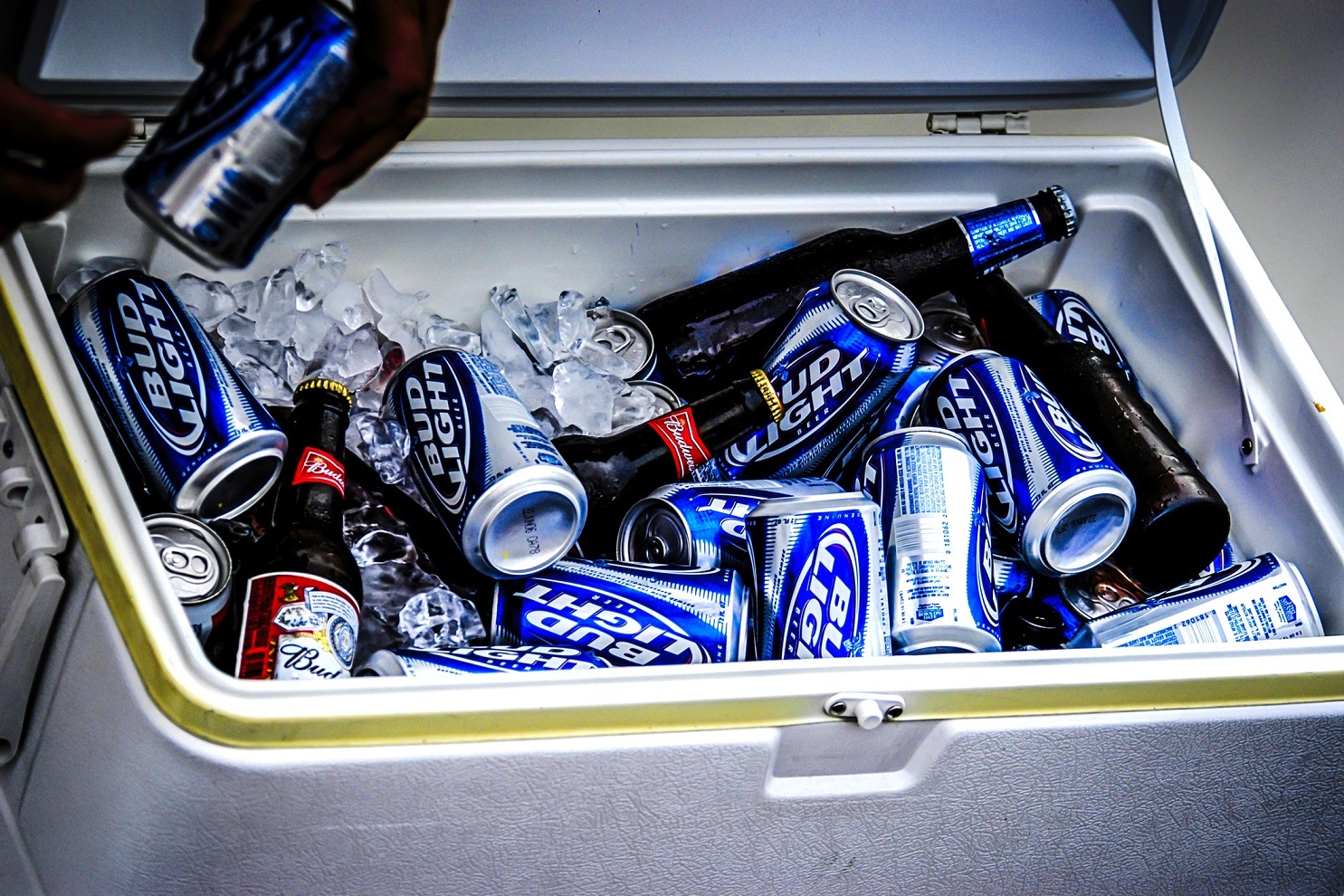 Cans and bottles of Budweiser Light in an cooler box.