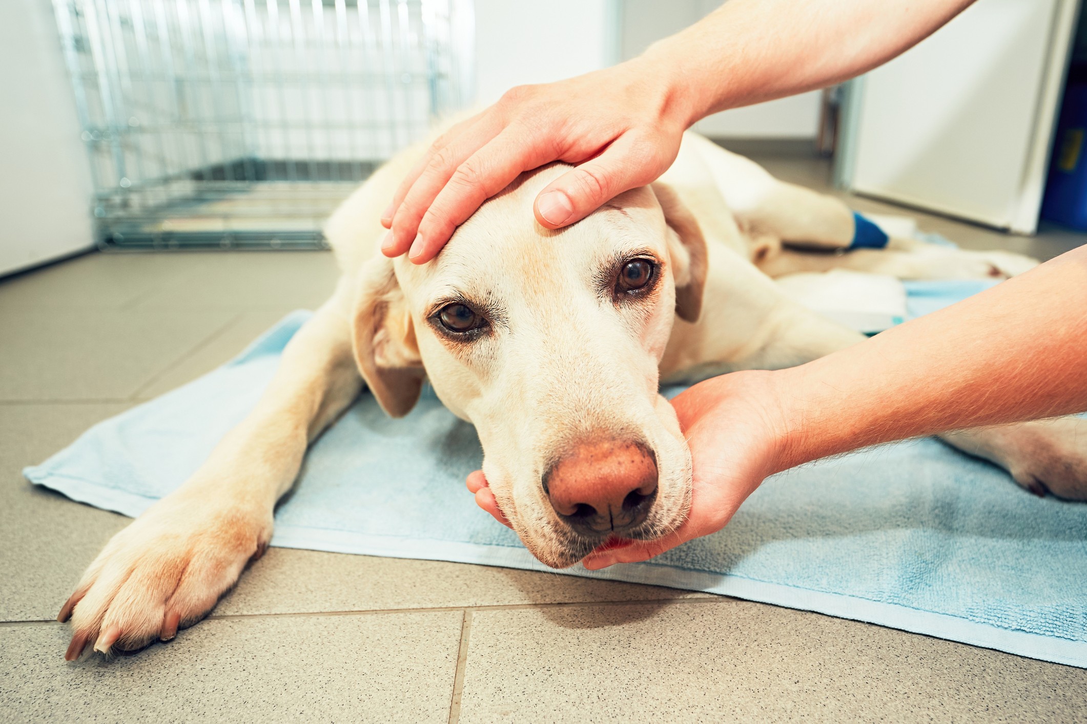 can dogs die from autoimmune disease