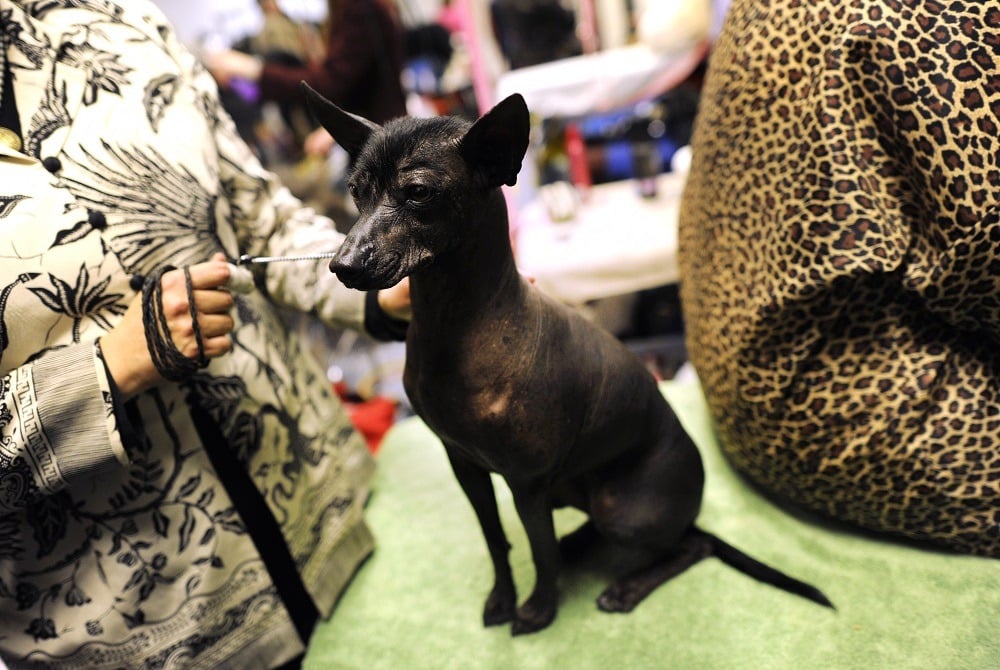  Un Xoloitzcuintli durante la 136a Exposición Anual Canina del Westminster Kennel Club celebrada en el Madison Square Garden