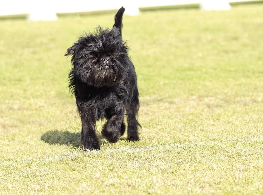 Affenpinscher pes