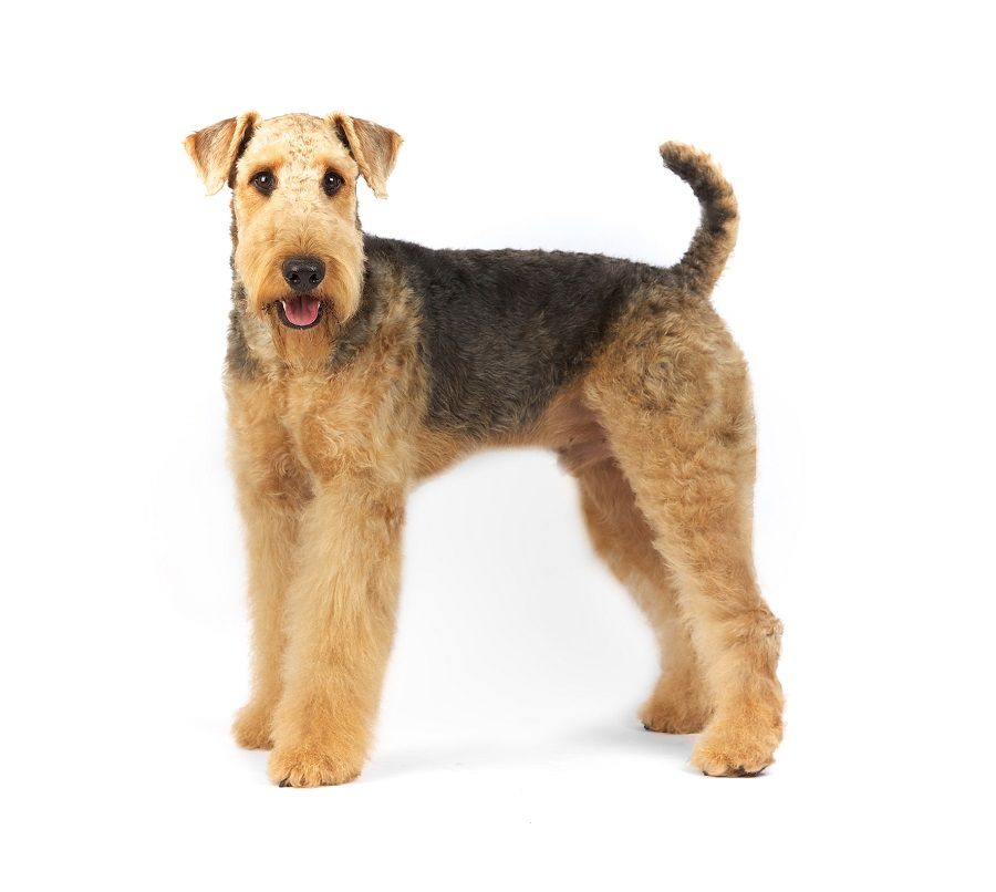 Airedale teriér