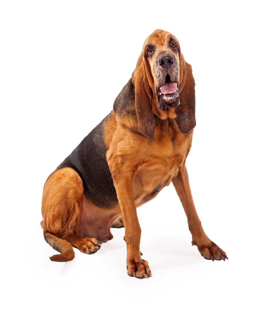 Bloodhound dog