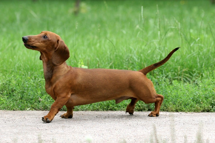 Dachshund pe iarbă