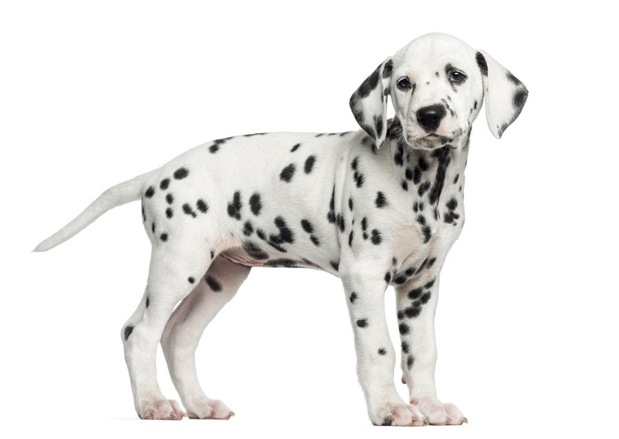 Dalmatian