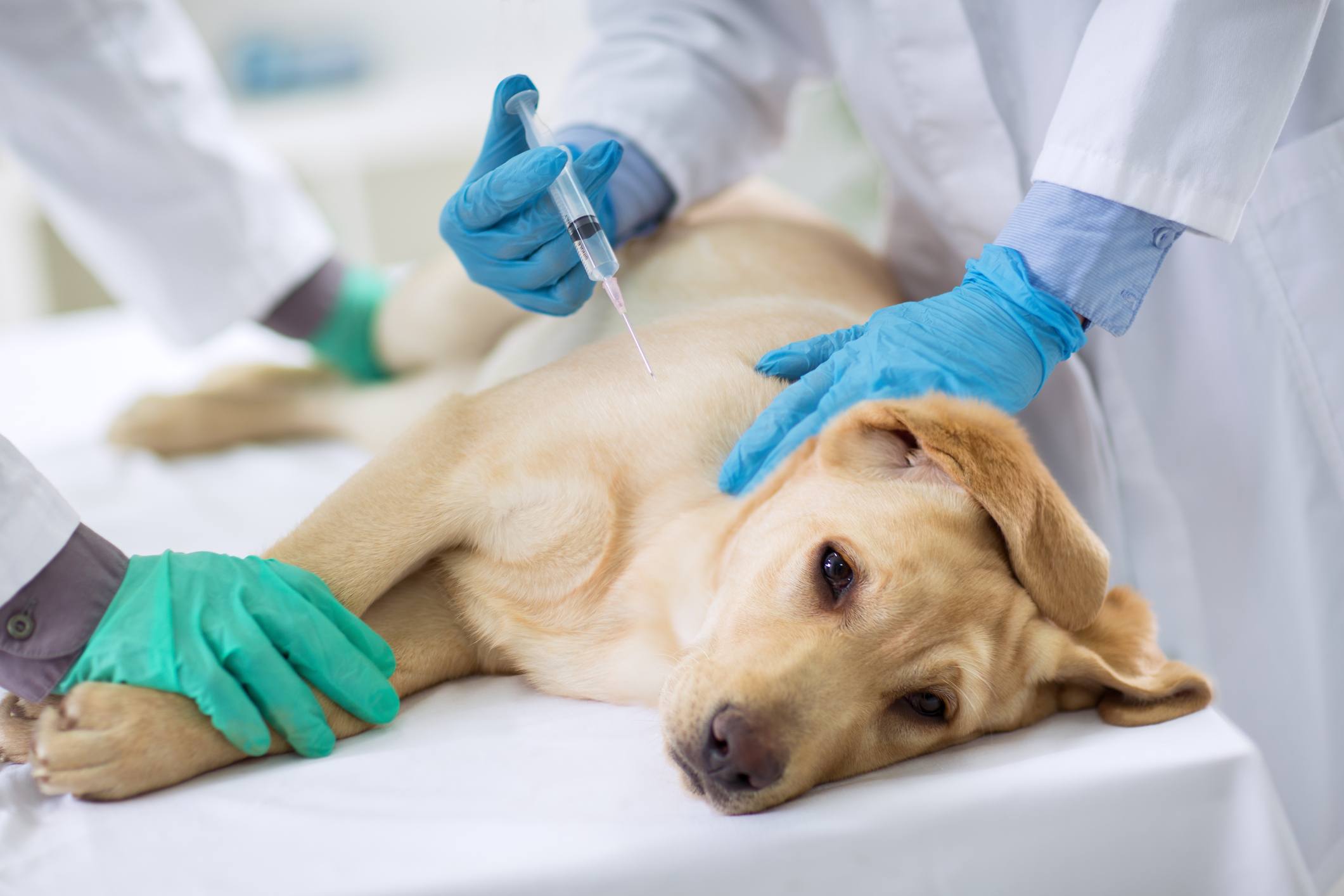 Veterinario que inyecta a un perro