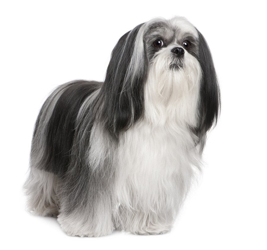  Lhasa Apso