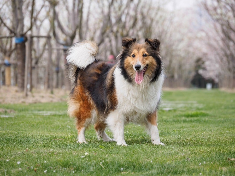 collie Owczarek szetlandzki