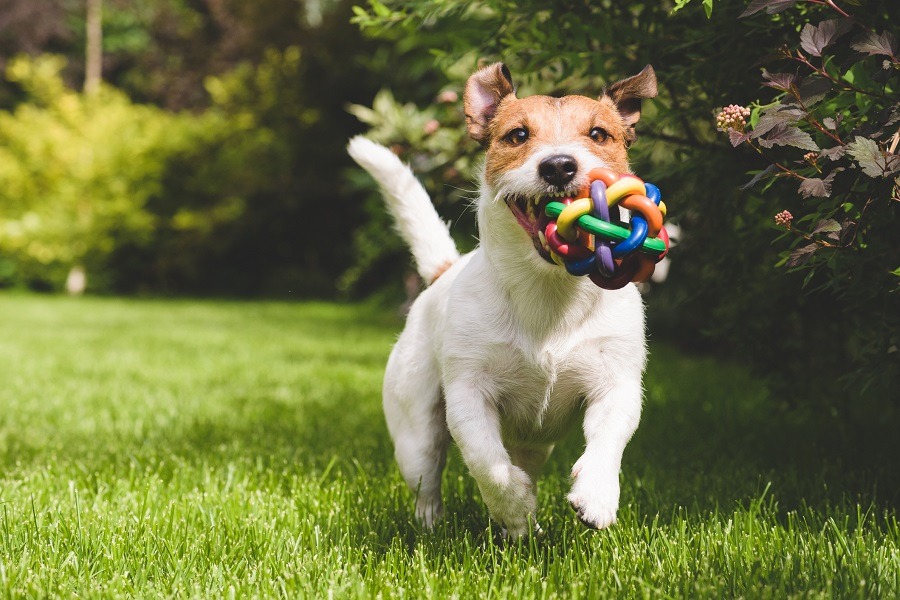 Jack russellinterrieri