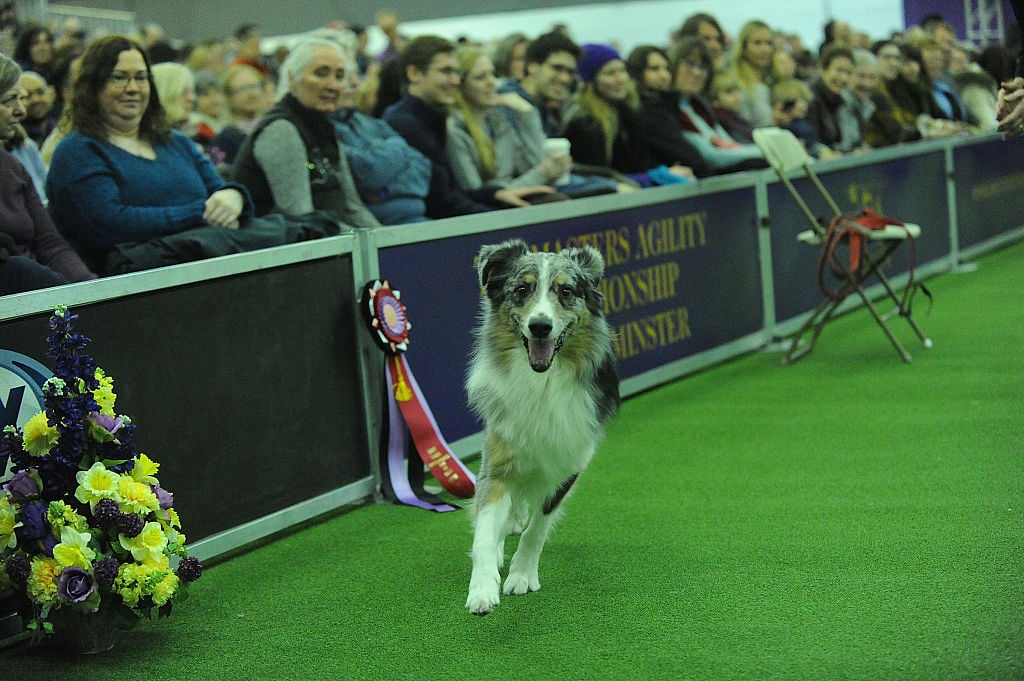Meet the Winners of the AKC National Agility Championship