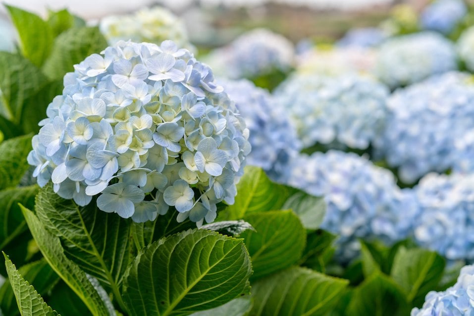 hydrangea's met honderden bloemen in bloei