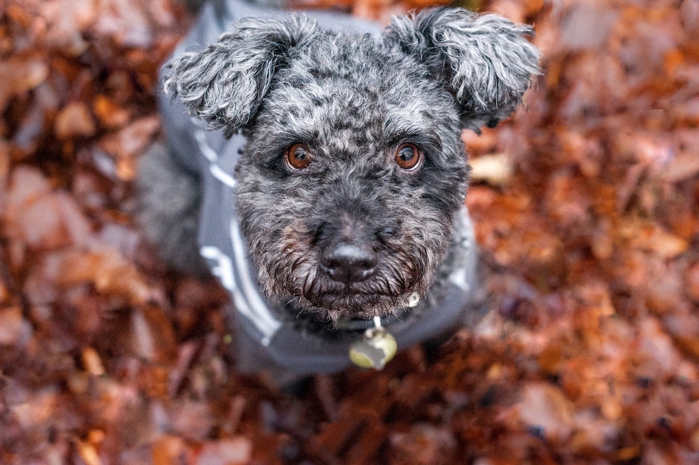 These Are the 2 New Breeds the AKC Just Recognized