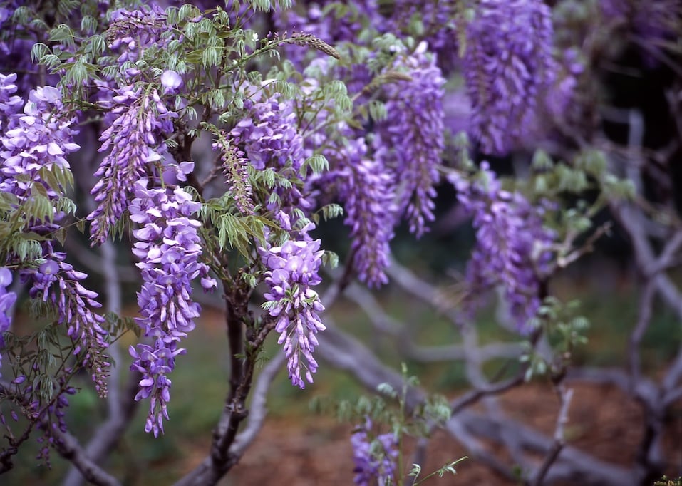 Wisteria, Jardim Botânico de Brooklyn