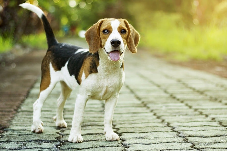 easiest small dog breeds to own