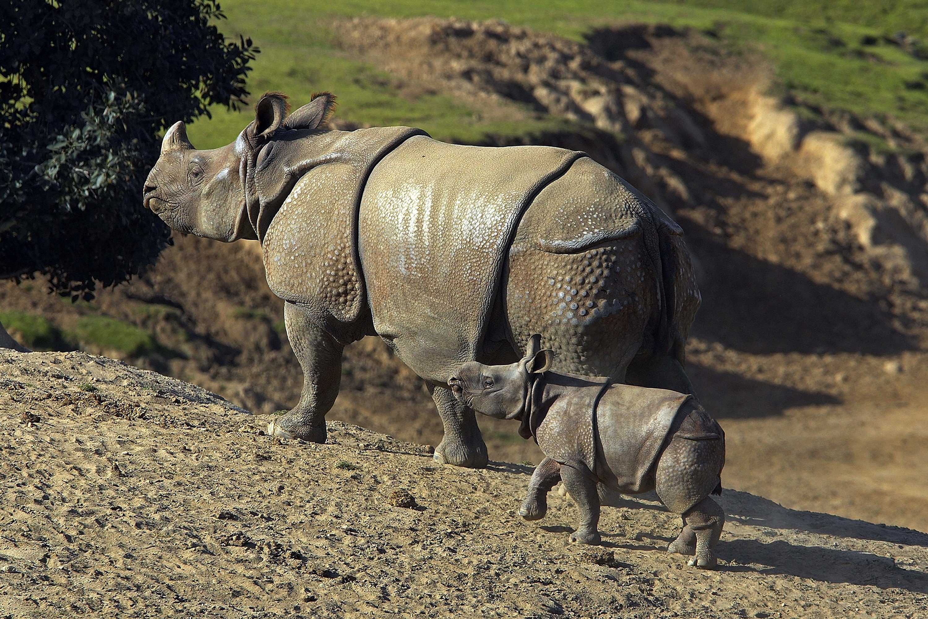 These Are the Best Zoos You Can Visit in America