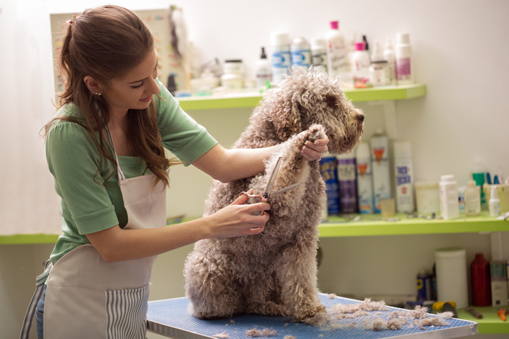 Dog at the barber